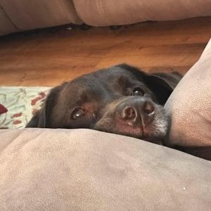 Meet your Posher, Pam